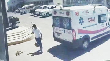 Tacna: animalistas exigen sanción para chofer de ambulancia que mató a perrito