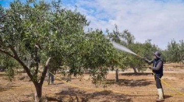 Tacna: advierten que hasta el 80 % de la producción de olivo podría verse afectada por el fenómeno El Niño