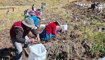INIA cosecha más de 9 mil semillas de papa nativa de alto valor para mejorar calidad del tubérculo