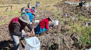 INIA cosecha más de 9 mil semillas de papa nativa de alto valor para mejorar calidad del tubérculo