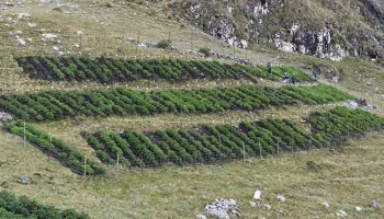 INIA instala parcela para mejorar calidad genética de papa nativa en zona de agrobiodiversidad Paymakis 