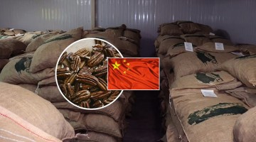 Ica: productores envían primer cargamento de exportación de pecanas a China
