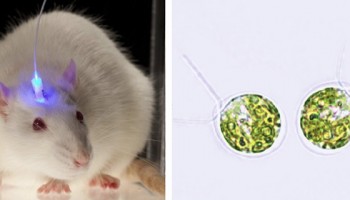 El alga que revolucionará las neurociencias