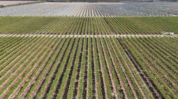 Las frutas de la sed: el negocio que agota el agua de Ica para exportar al mundo