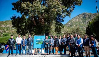 Árbol con más de 400 años ubicado en Chalhuanca es reconocido como patrimonio por SERFOR 