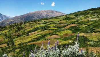Serfor conforma Mesa Técnica Regional de Restauración de Ecosistemas y Tierras Forestales