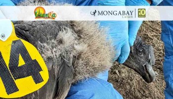 Uchuy: el primer polluelo de cóndor andino que lleva un transmisor satelital en Perú