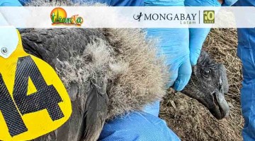 Uchuy: el primer polluelo de cóndor andino que lleva un transmisor satelital en Perú