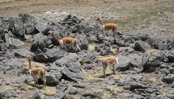 SERFOR: 30,000 mil vicuñas censadas este 2025 en Apurímac 