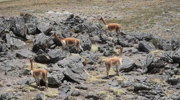 SERFOR: 30,000 mil vicuñas censadas este 2025 en Apurímac 