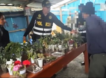 Allanan vivero informal donde se cultivaba plantas de marihuana y amapola, en San Jerónimo 