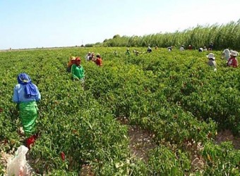 OCDE recomienda a Perú acabar con los beneficios fiscales para grandes agroexportadoras