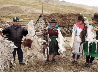 Ayacucho: heladas pone en riesgo de muerte población de alpacas