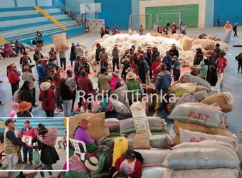 Se desarrolló exitoso primer acopio y venta de fibra de cría de alpaca en Totora Oropesa 