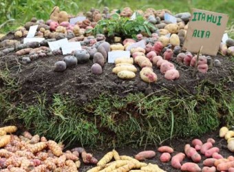 Ministerio de Agricultura reconoce a Chacoche en Apurímac como la onceava Zona de  Agrobiodiversidad