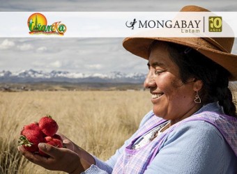 Día de la Tierra: Mujeres usan sistema de bombeo solar para producir fresas en las alturas del Cusco