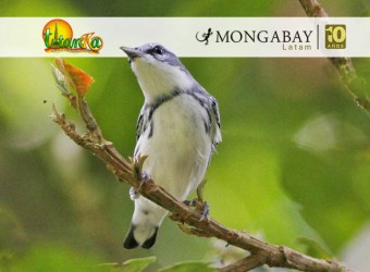 Día Mundial de las Aves Migratorias: la ciencia ciudadana como pilar de la conservación