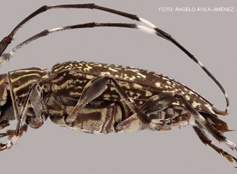 Madre de Dios: descubren nuevo género de escarabajo y otras nueve especies desconocidas