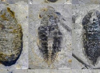Hallan en China unas 100 especies de animales extintos hace 500 millones de años