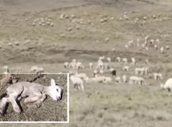 Huancavelica: falta de agua mata a alpacas y ovinos