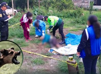 Jauría de perros ataca y mata anciano en Cansichihua