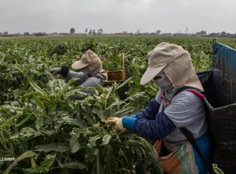 Ley Chlimper 2.0: ¿La ley de transformación productiva o de la desvergüenza sostenida?