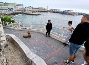 Moquegua: lobos marinos recorren el centro de Ilo en busca de alimento