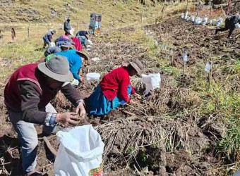 INIA cosecha más de 9 mil semillas de papa nativa de alto valor para mejorar calidad del tubérculo