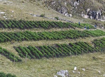INIA instala parcela para mejorar calidad genética de papa nativa en zona de agrobiodiversidad Paymakis 