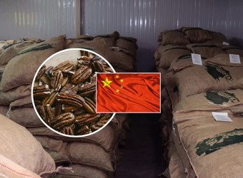 Ica: productores envían primer cargamento de exportación de pecanas a China