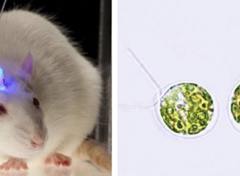 El alga que revolucionará las neurociencias