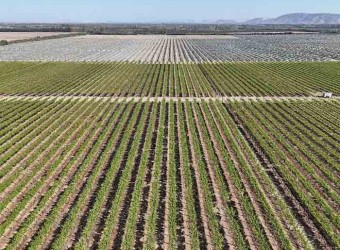 Las frutas de la sed: el negocio que agota el agua de Ica para exportar al mundo