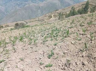 Senamhi: escasez de lluvias y bajas temperaturas ponen en riesgo campaña agrícola 2025-2026 