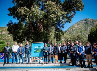 Árbol con más de 400 años ubicado en Chalhuanca es reconocido como patrimonio por SERFOR 