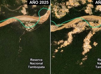 Madre de Dios: minería ilegal avanza en área protegida de Tambopata y deforesta más de 500 hectáreas 