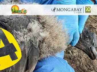 Uchuy: el primer polluelo de cóndor andino que lleva un transmisor satelital en Perú