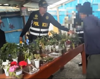 Allanan vivero informal donde se cultivaba plantas de marihuana y amapola, en San Jerónimo 