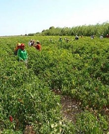 OCDE recomienda a Perú acabar con los beneficios fiscales para grandes agroexportadoras