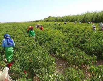 OCDE recomienda a Perú acabar con los beneficios fiscales para grandes agroexportadoras