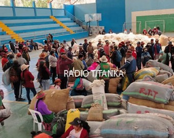 SPAR Totora Oropesa comercializó más de 66 mil kilos de fibra de alpaca en éxitoso acopio 