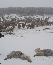 Intensas nevadas y lluvias persistentes se registran por fenómeno de la DANA Anibal en Apurímac
