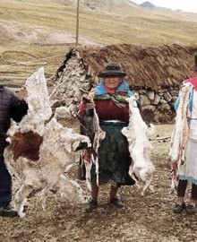 Ayacucho: heladas pone en riesgo de muerte población de alpacas