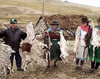 Ayacucho: heladas pone en riesgo de muerte población de alpacas