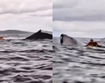 Chile: una ballena se tragó a un kayakista y lo escupió