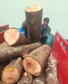 SERFOR y PNP incautan madera de la especie cedro en Tejahuasi 