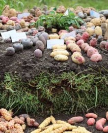 Ministerio de Agricultura reconoce a Chacoche en Apurímac como la onceava Zona de  Agrobiodiversidad