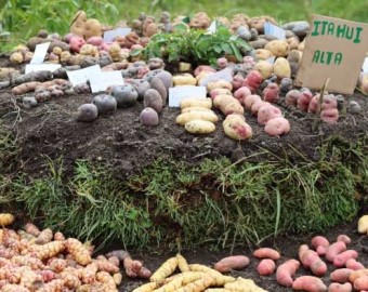 Ministerio de Agricultura reconoce a Chacoche en Apurímac como la onceava Zona de  Agrobiodiversidad