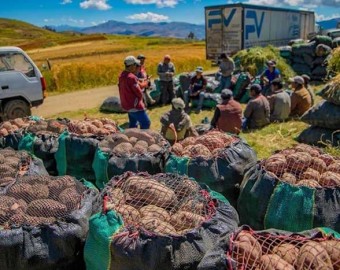 Sector agropecuario se recupera en el primer semestre de 2024