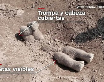 Descubren pruebas de que los elefantes entierran a sus crías muertas en la India, según estudio