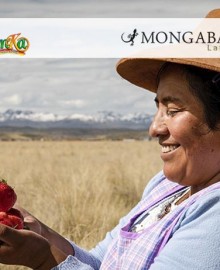 Día de la Tierra: Mujeres usan sistema de bombeo solar para producir fresas en las alturas del Cusco